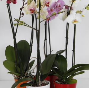 6 Phalenopsis su vaso ceramica